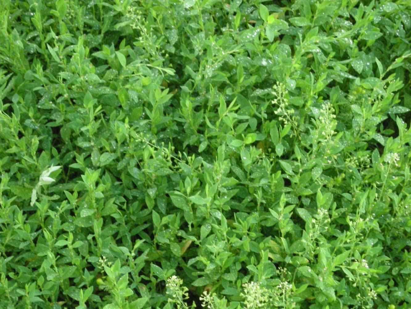 Health Embassy Knotgrass Tea responsibly harvested from natural habitats