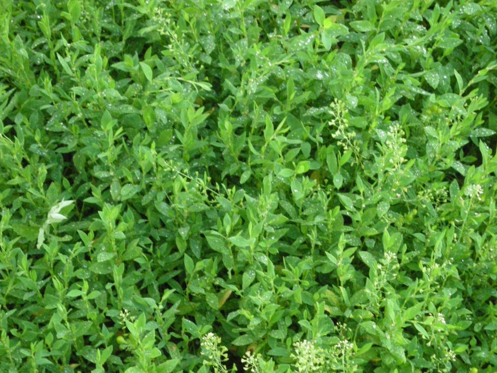 Health Embassy Knotgrass Tea responsibly harvested from natural habitats