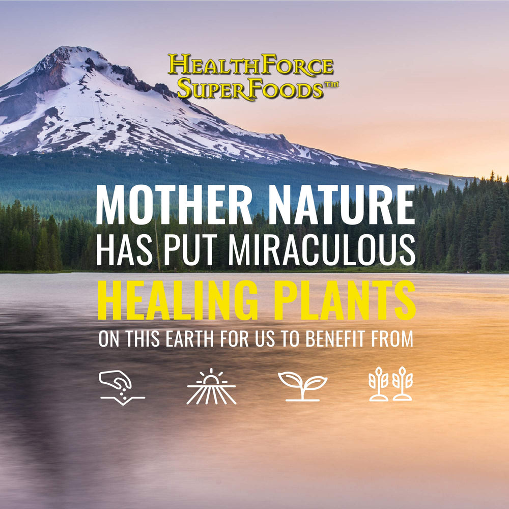 HealthForce Liver Rescue milk thistle and dandelion ingredients close up.
