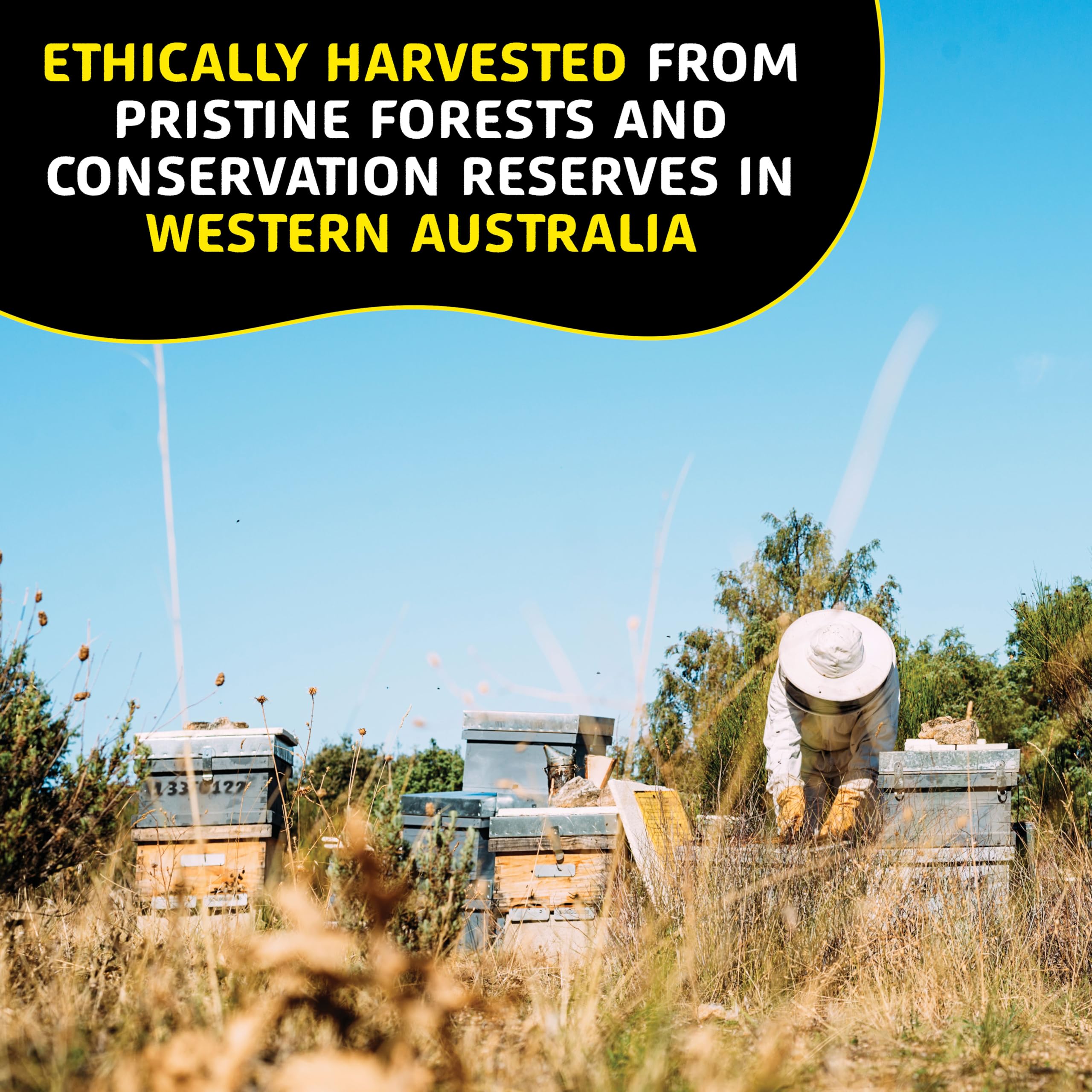 Helio Hives Western Australia forests image underscores pristine sourcing from diverse flora