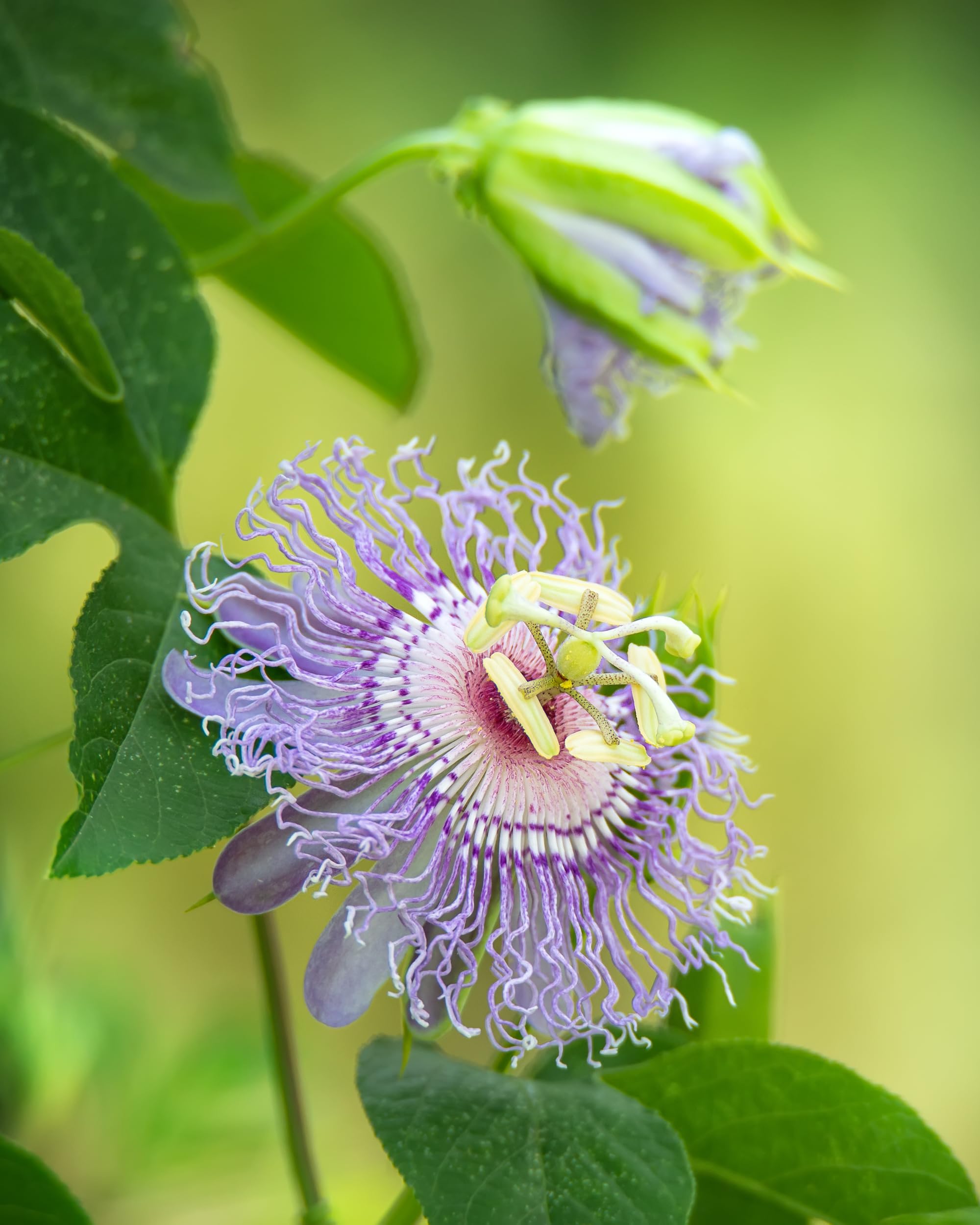 Herb Pharm macroscopic inspection example highlights herb identity