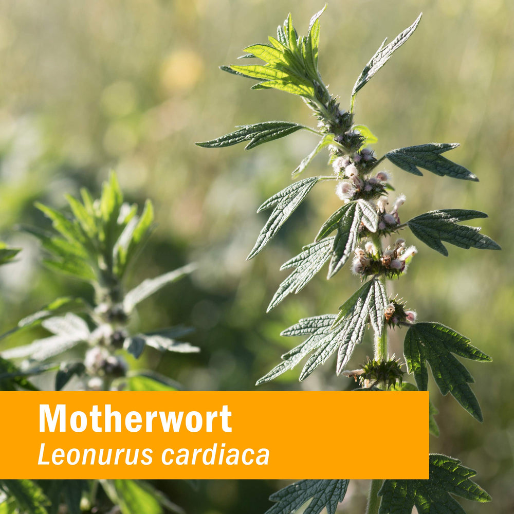Hand-harvested motherwort at full bloom ready for extraction.