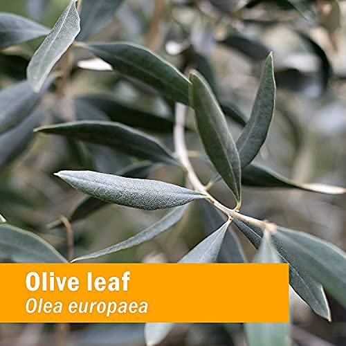 Herb Pharm olive leaf extract dropper shown for quick absorption in routines