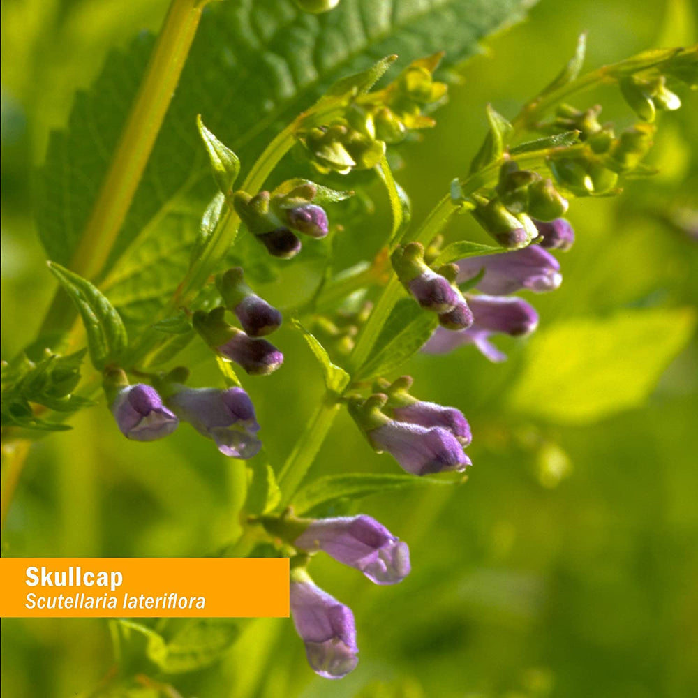 Herb Pharm Skullcap bottle on shelf displays vegan, non-GMO, gluten-free badge.