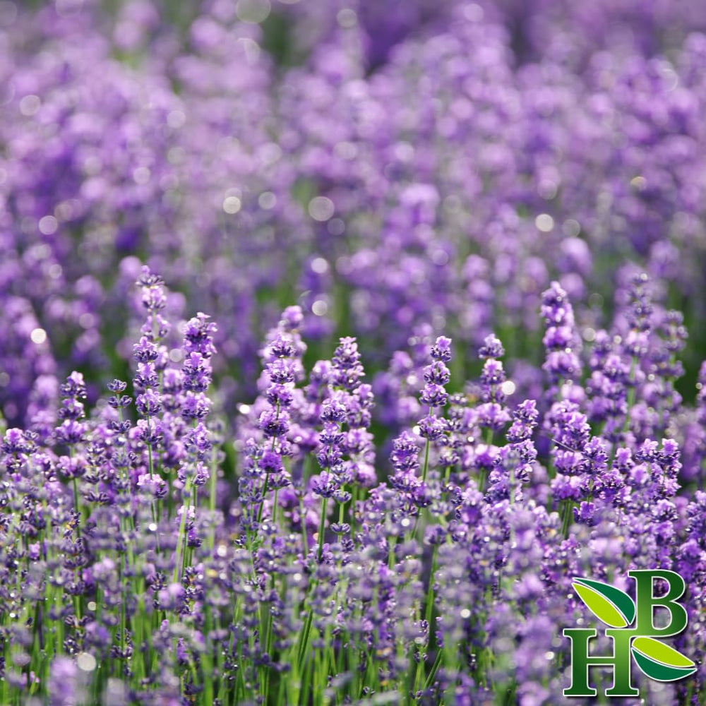 Herb To Body dried lavender powder pour shown, ideal for drinks and baking.