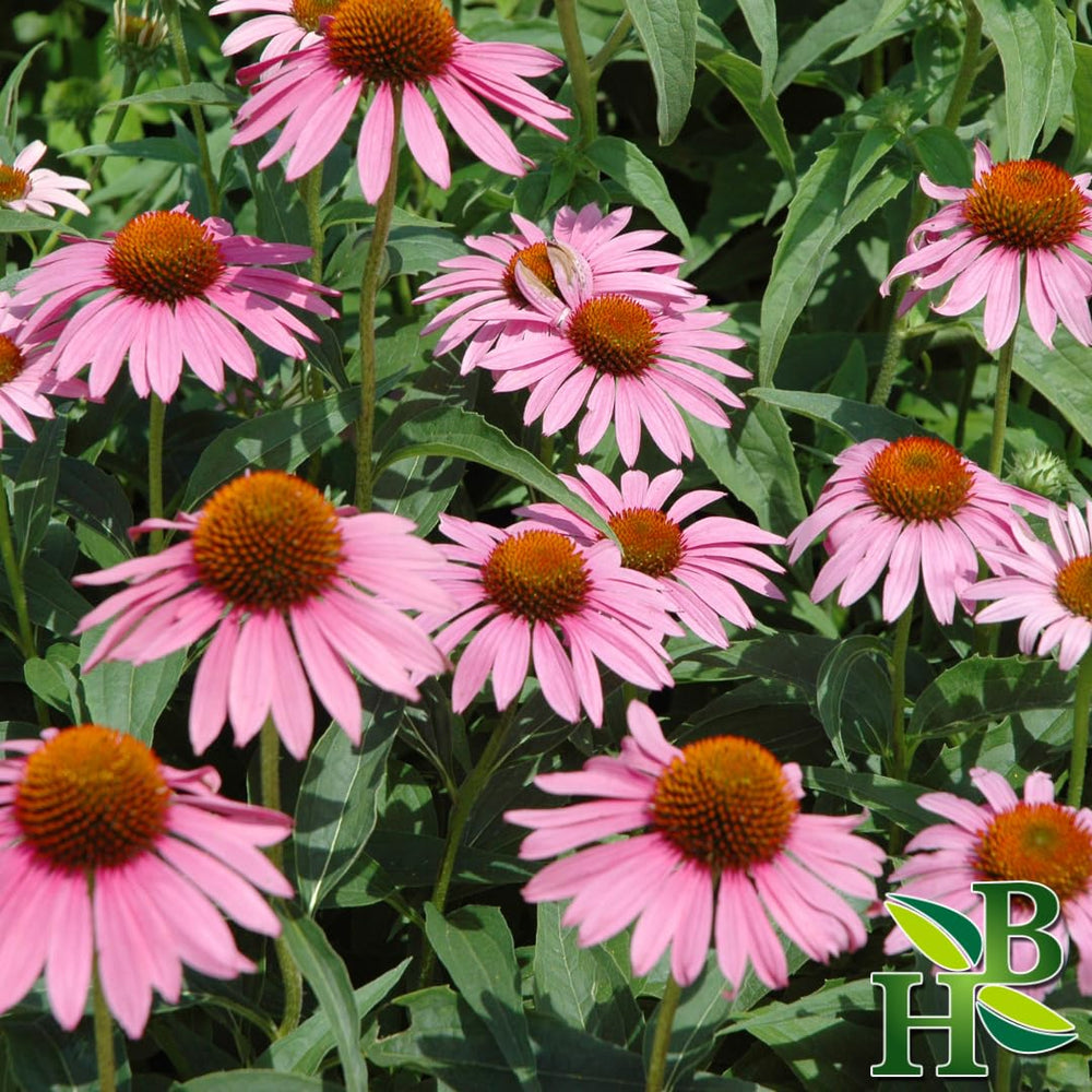 Herb To Body Echinacea Purpurea powder packaging ready for premium blends.