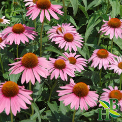 Herb To Body Echinacea Purpurea powder packaging ready for premium blends.