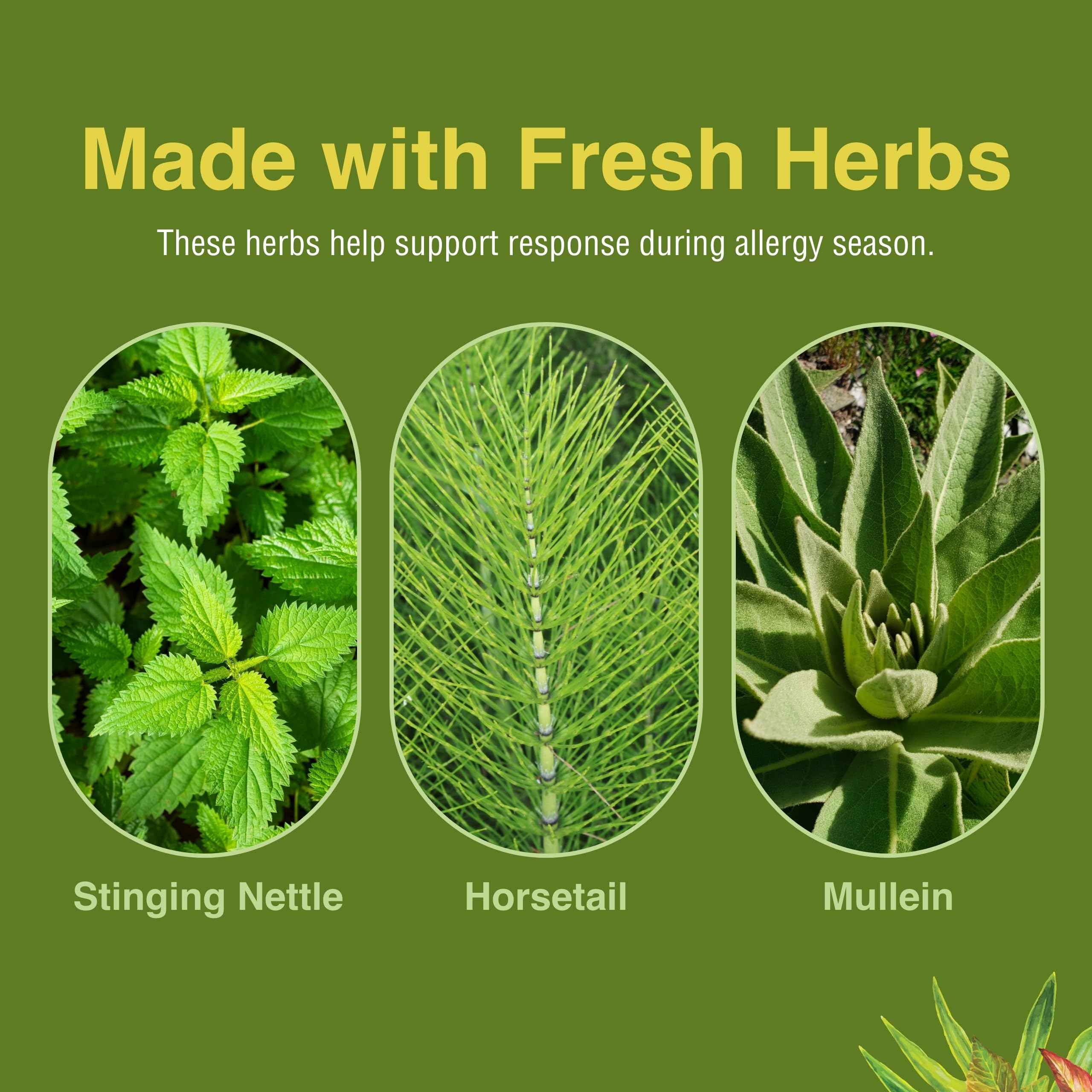 Herbs Etc. Allergy ReLeaf System bottle highlighting gluten-free label