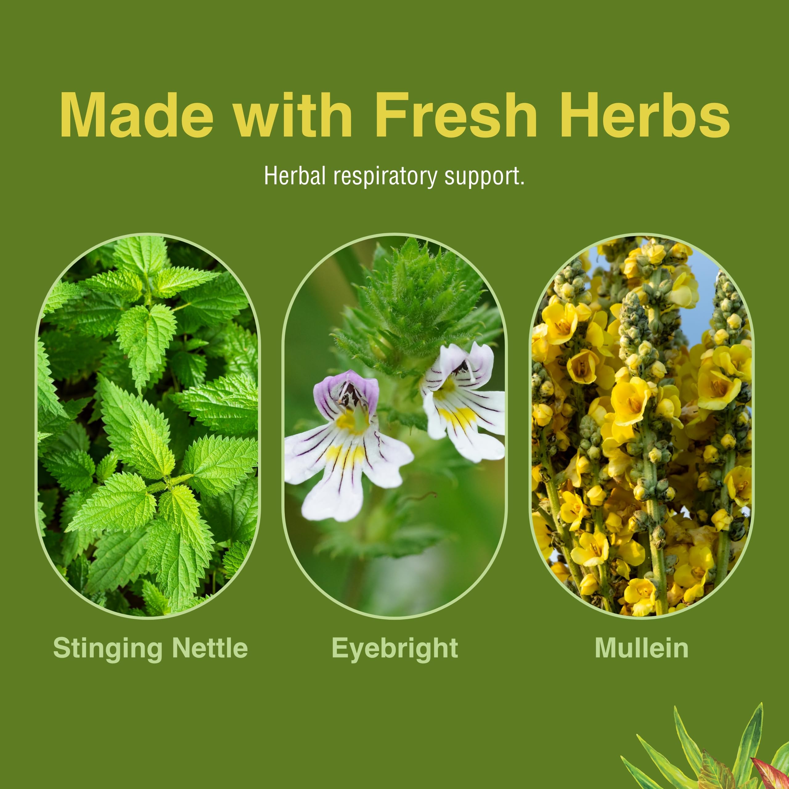 Licorice root pieces in Allertonic blend for herbal notes.