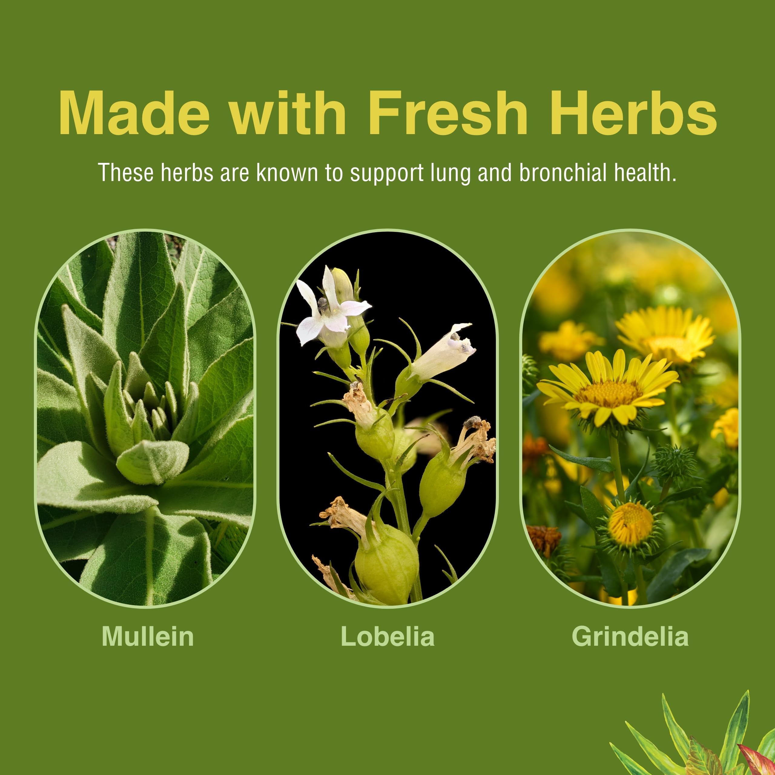 Herbs Etc. grindelia ingredient close-up in the blend.