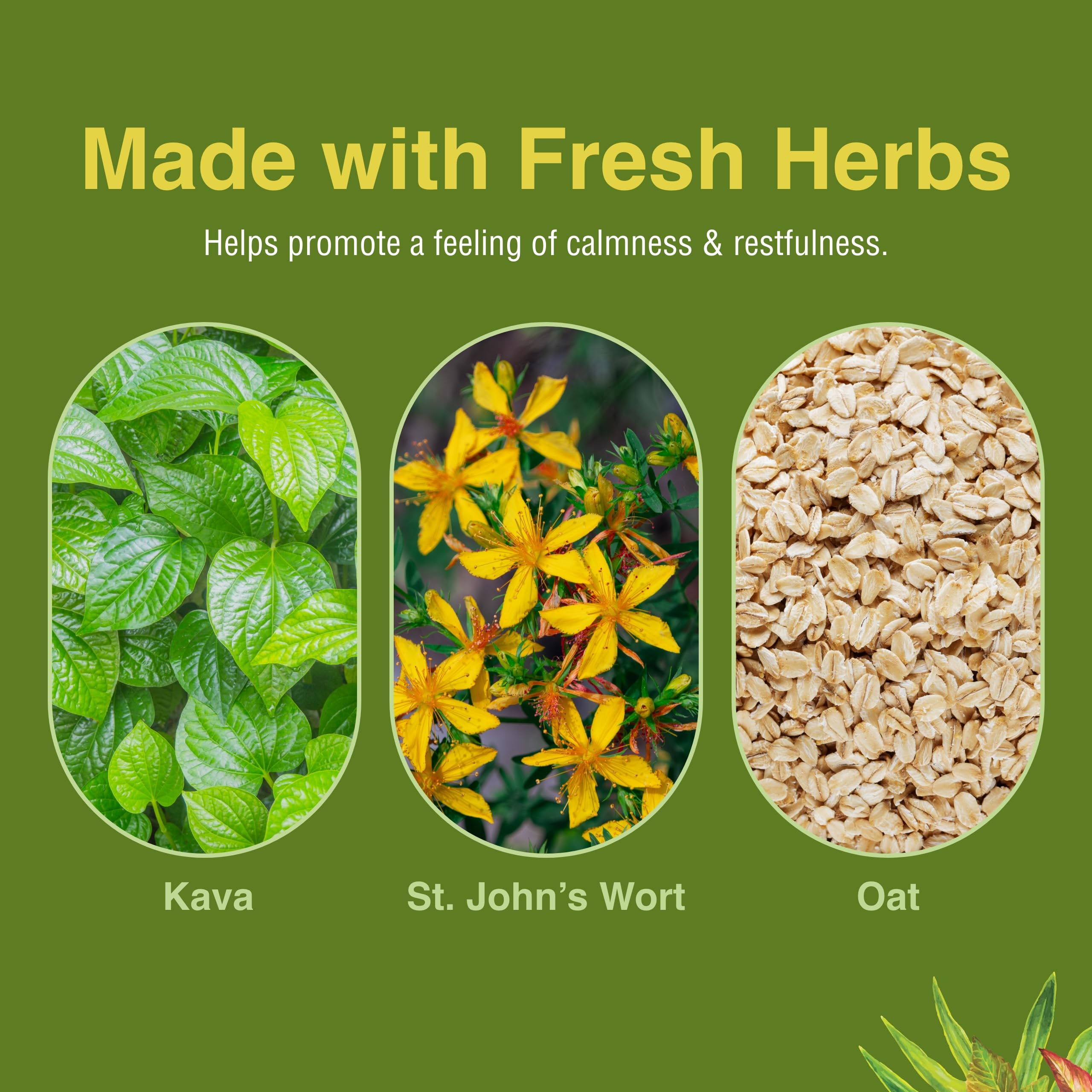 Herbs Etc. Kava Calm in a serene setting suggesting relaxation and focus.