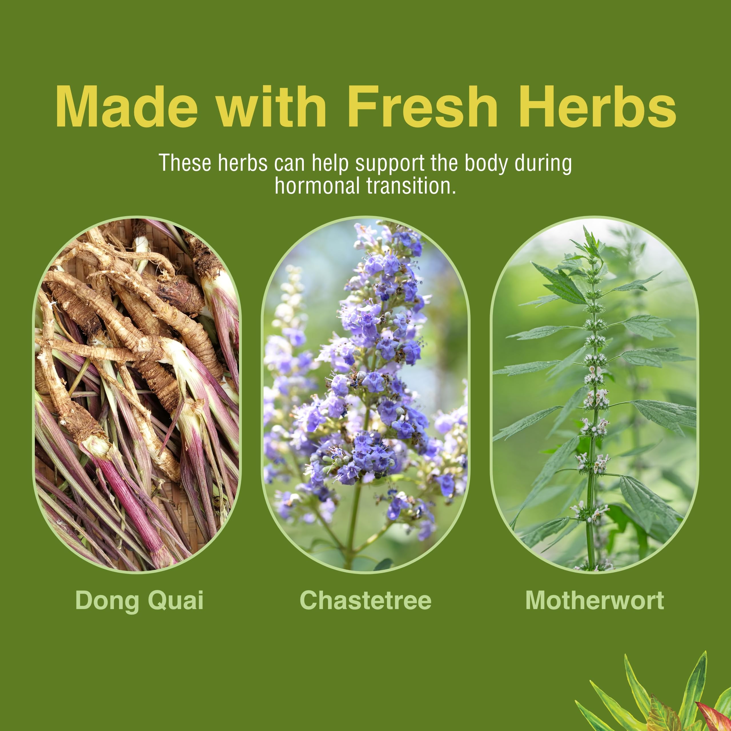 Dong quai herb illustration featured in Herbs Etc. Menopautonic formula.