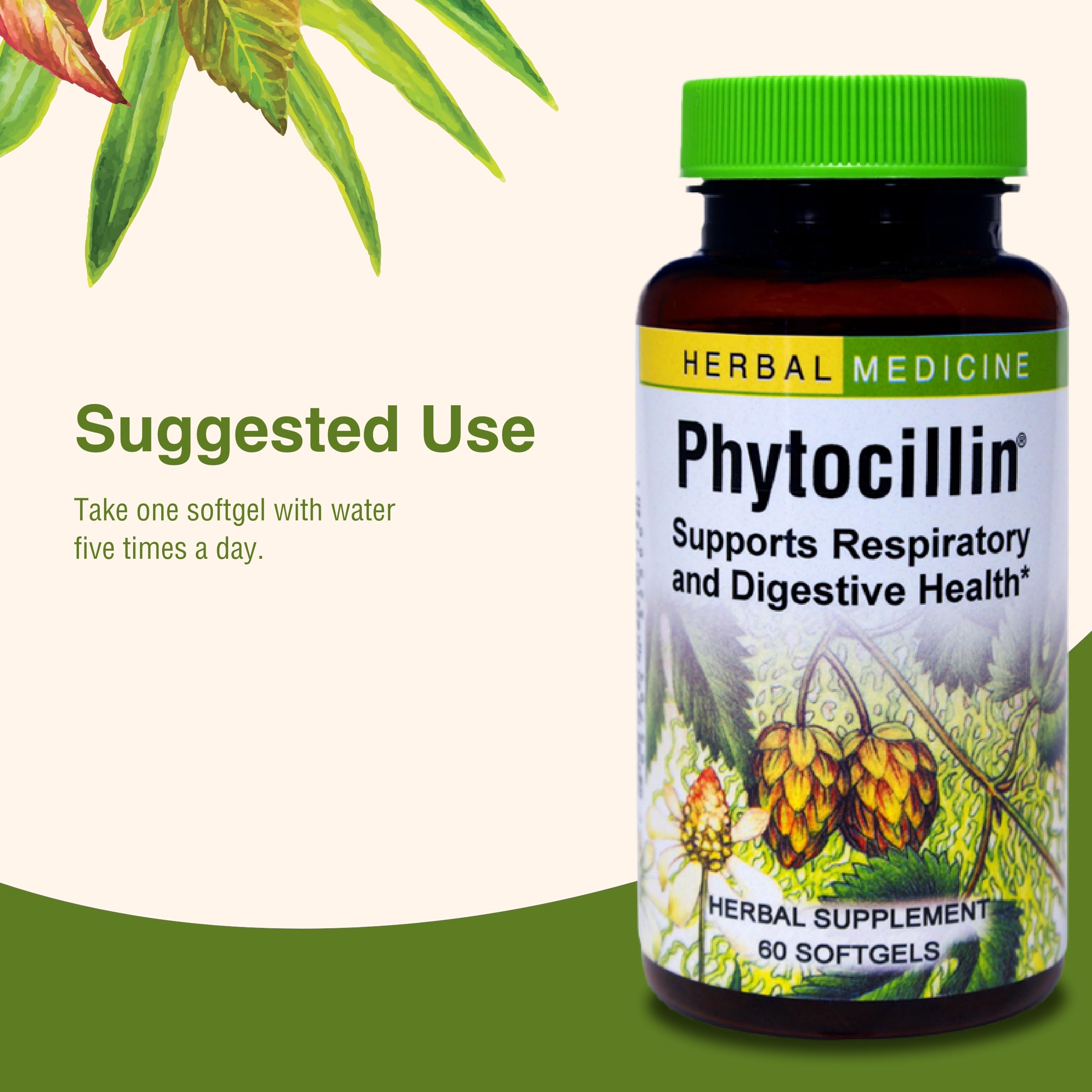 Herbs Etc. Phytocillin softgels bottle on display suggests routine integration