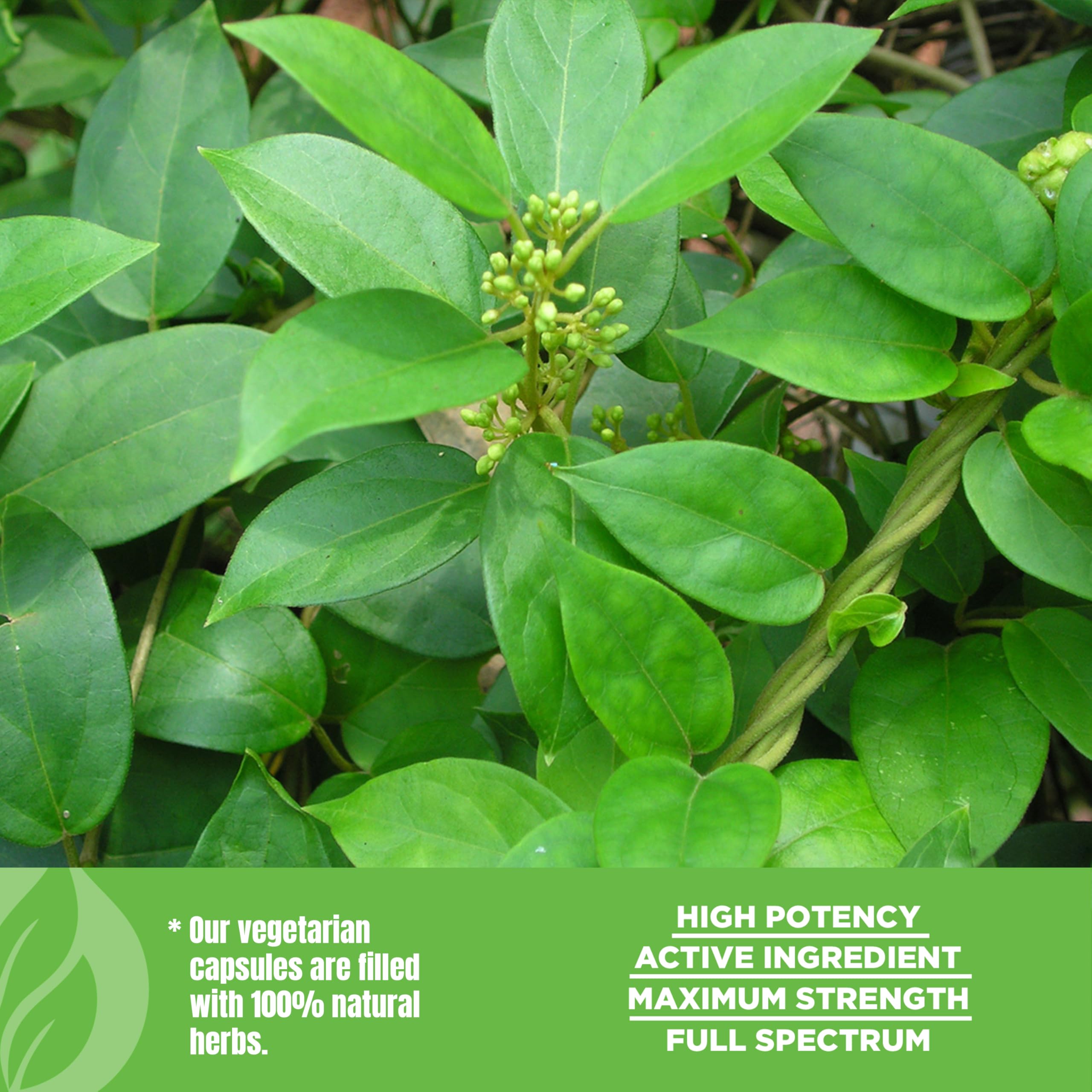 Herbsforever Gurmar capsules sustainably sourced herb from trusted suppliers