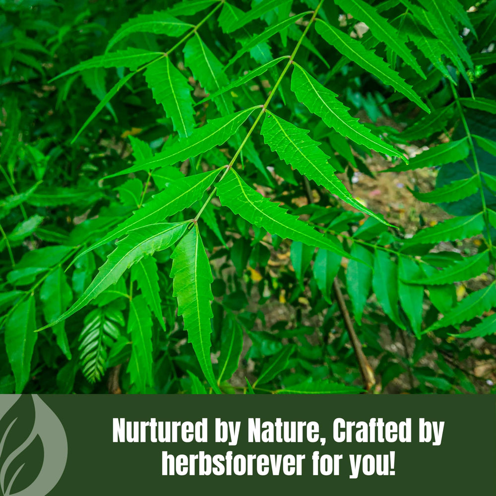 HerbsForever Neem Powder powder close-up highlights natural aroma and vibrant color.