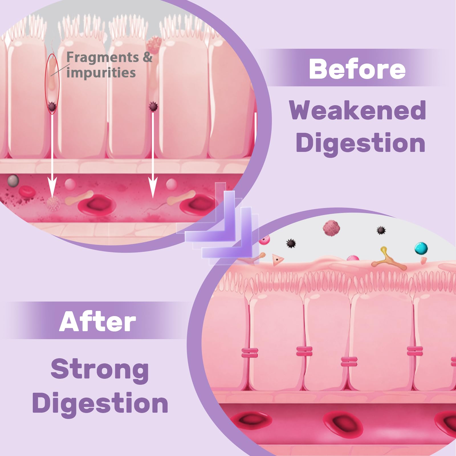 Illustration of liposomal encapsulation for enhanced nutrient delivery