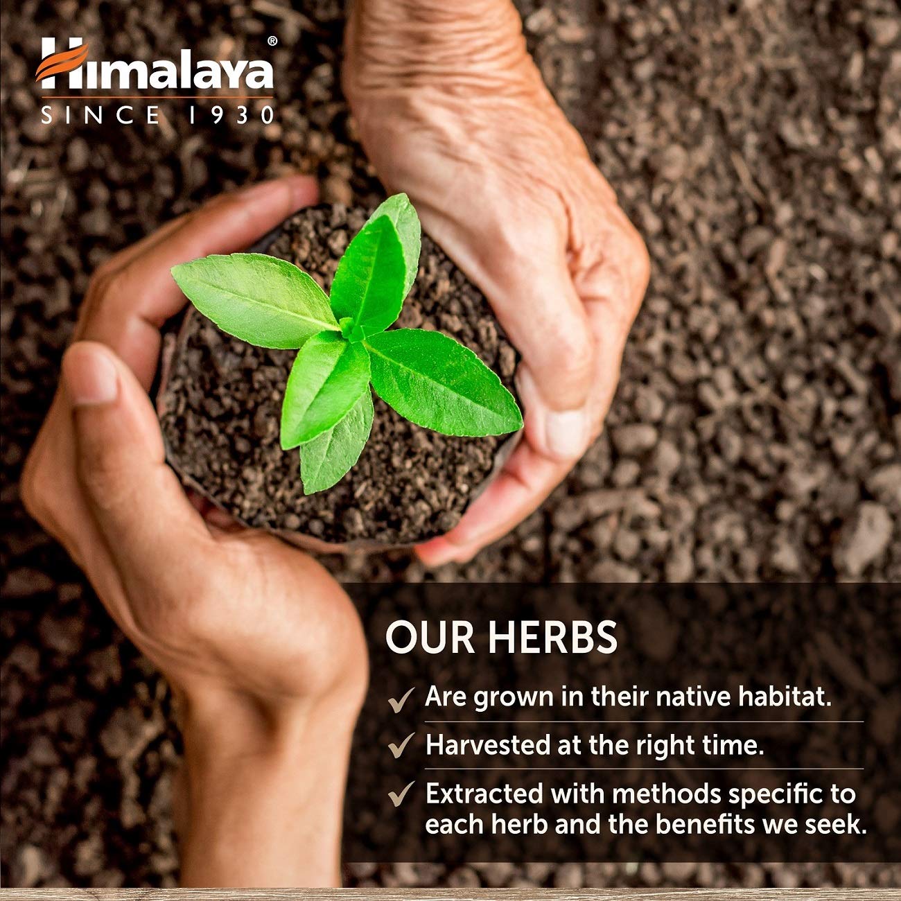 Himalaya GlucoCare ingredient turmeric, supports a holistic herbal profile.