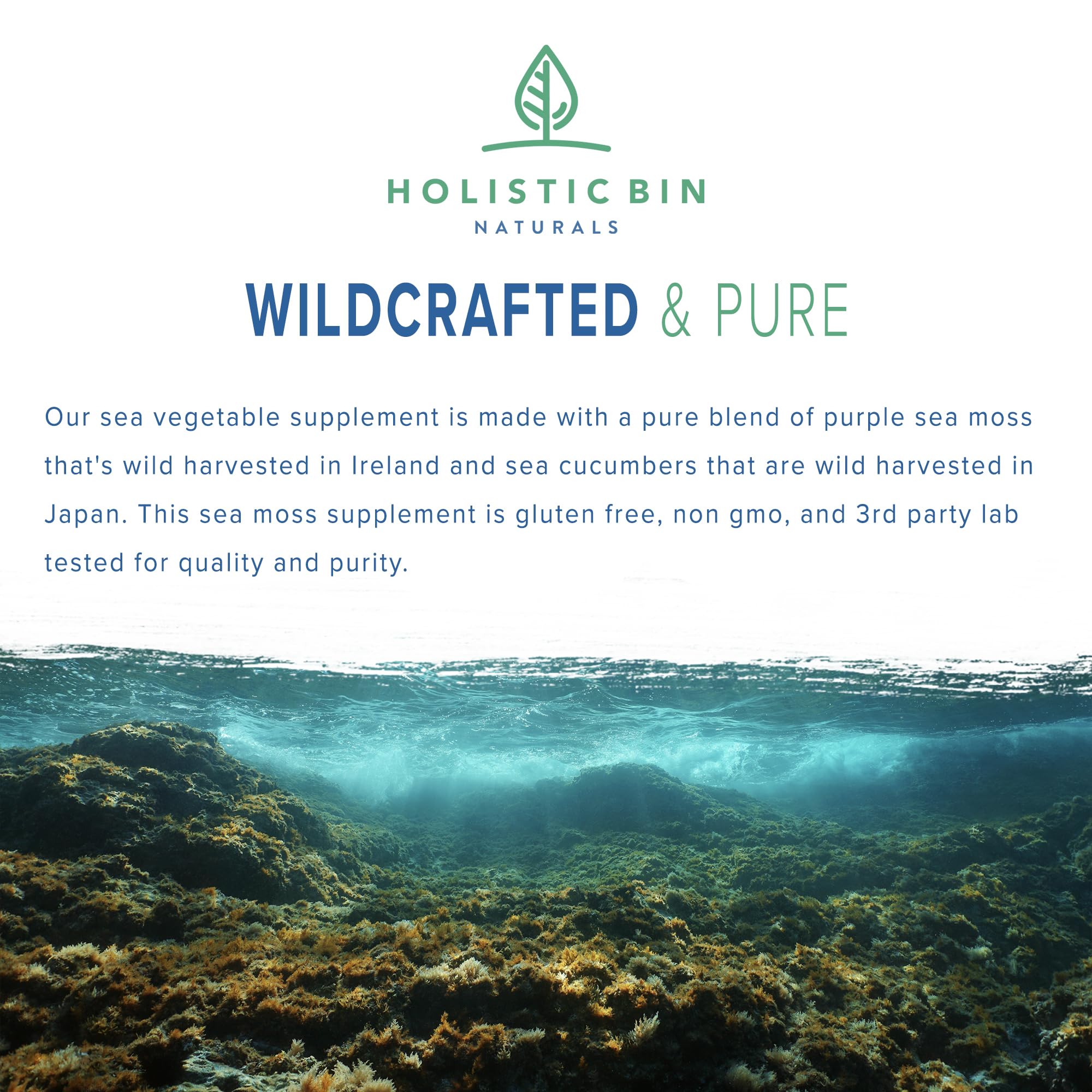 Holistic Bin sea cucumber capsules pour showing capsule texture