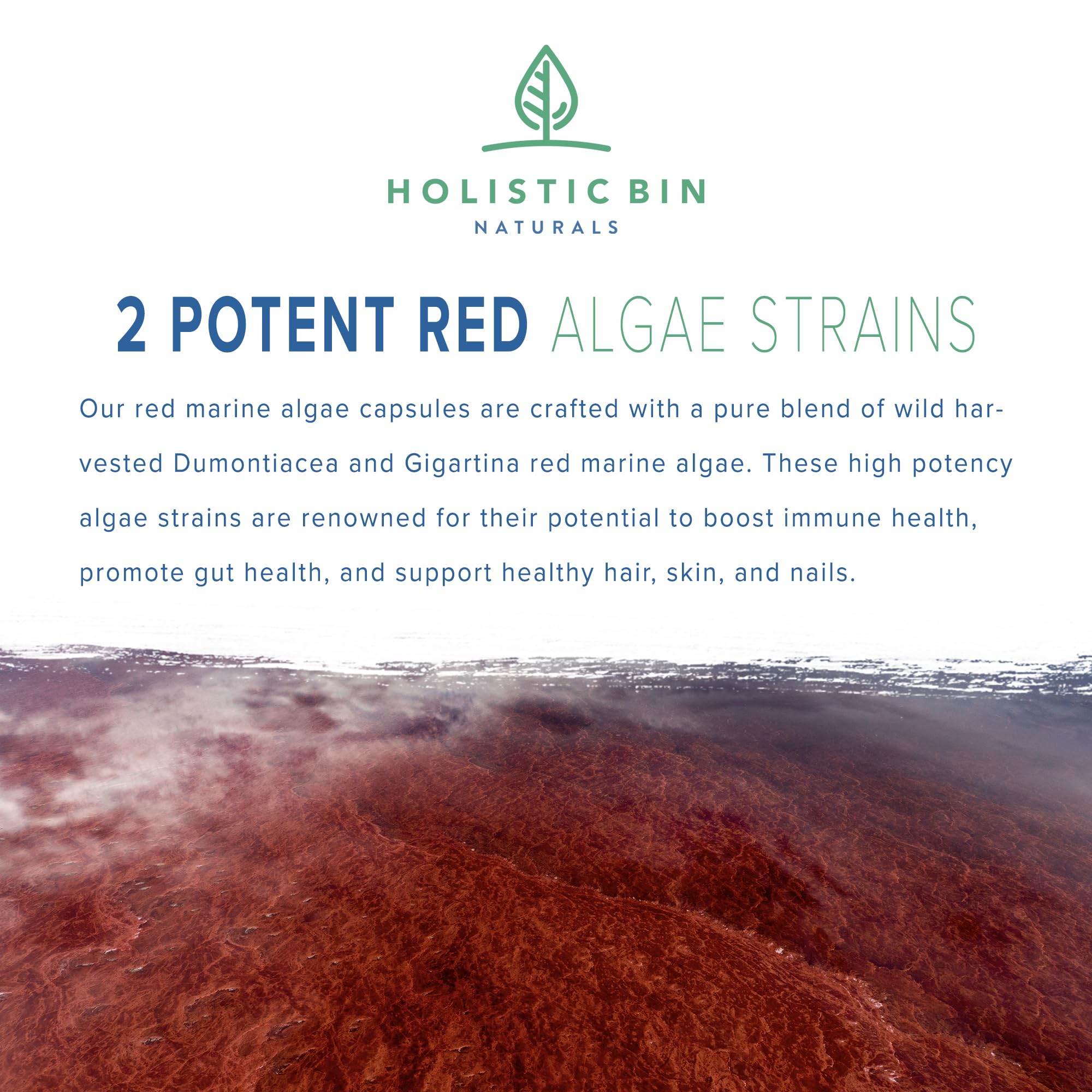 Holistic Bin wild-harvested Dumontiacea algae close-up highlighting potency