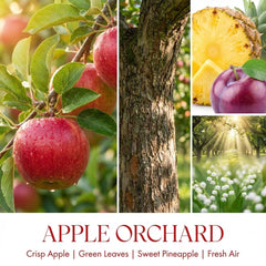 Home Lights Apple Orchard top notes create a crisp, fruity ambience.