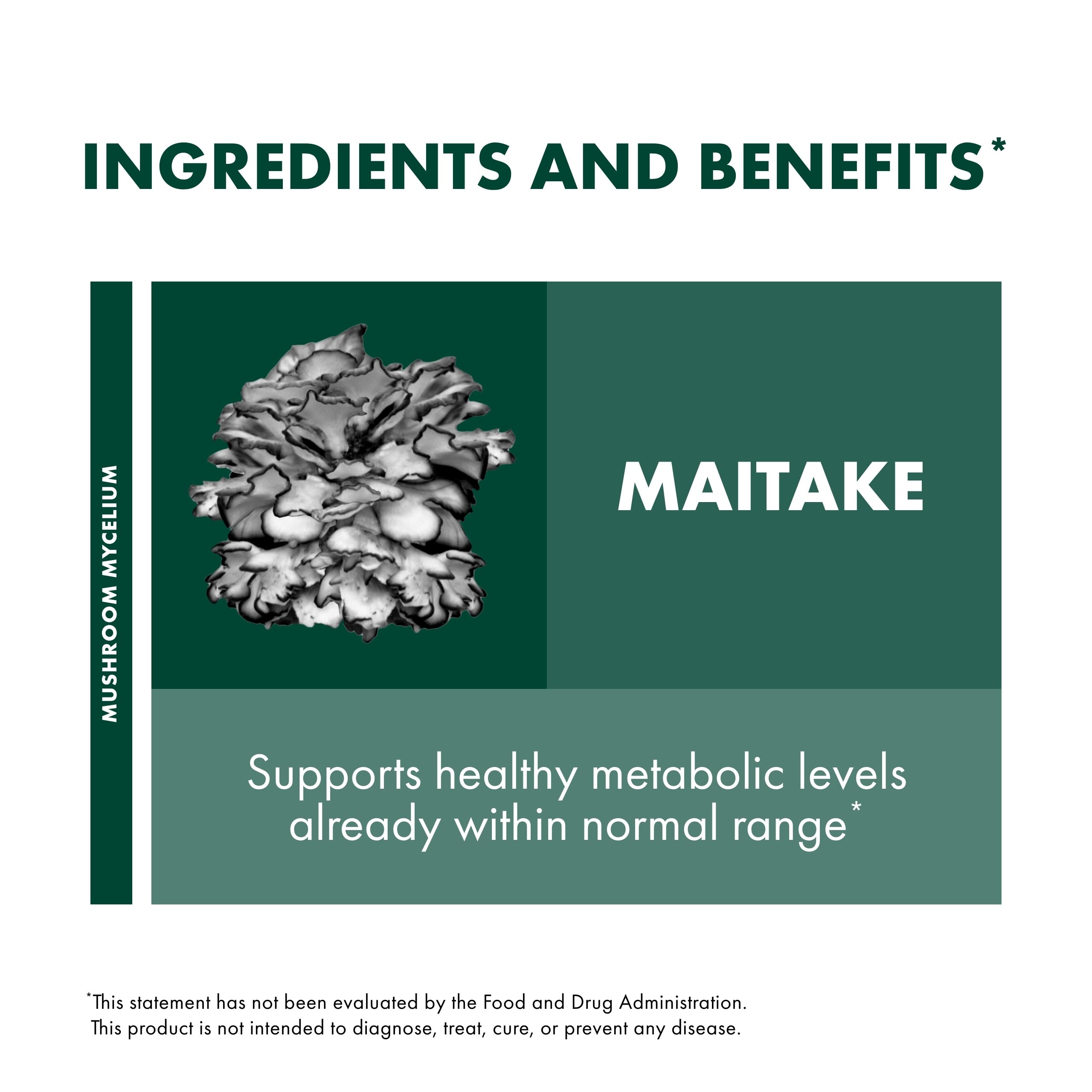 Maitake mycelium grown on organic brown rice substrate for quality processing.