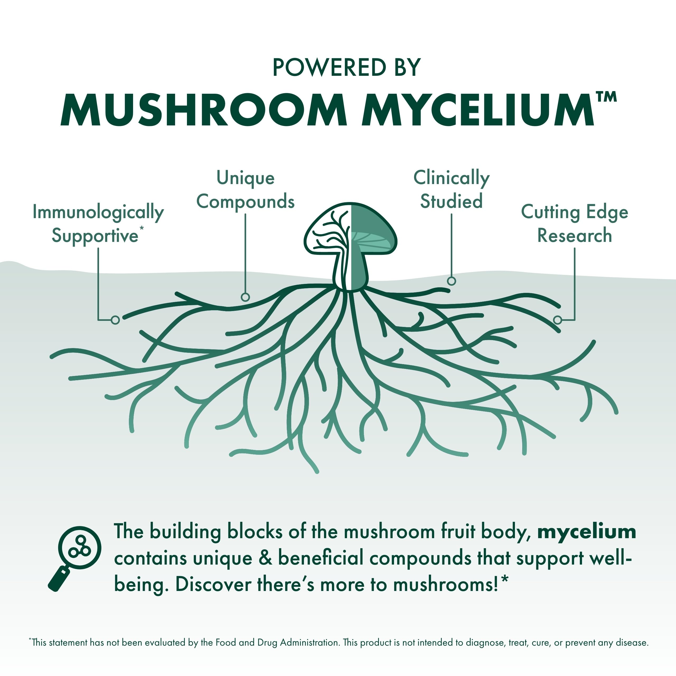 Mushroom mycelium substrate used to grow Maitake for extraction.