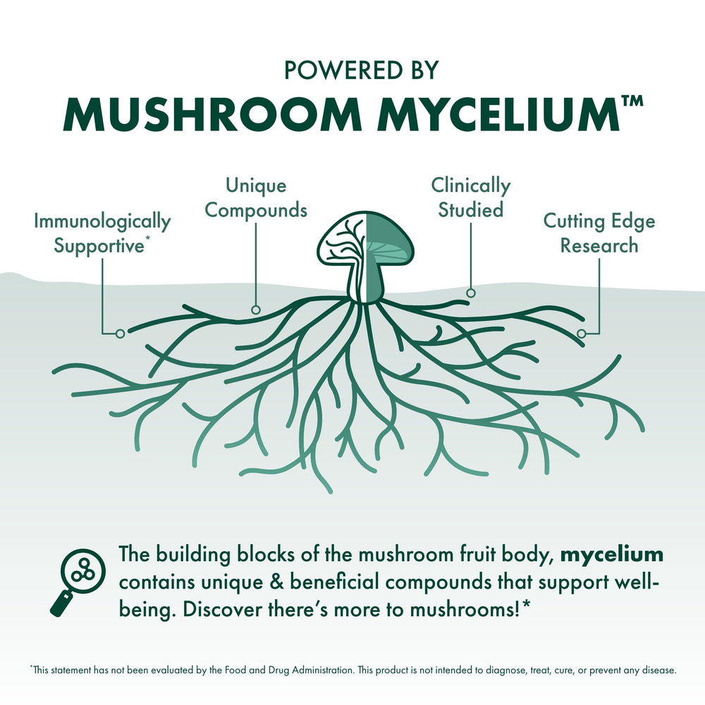 Mushroom mycelium substrate used to grow Maitake for extraction.