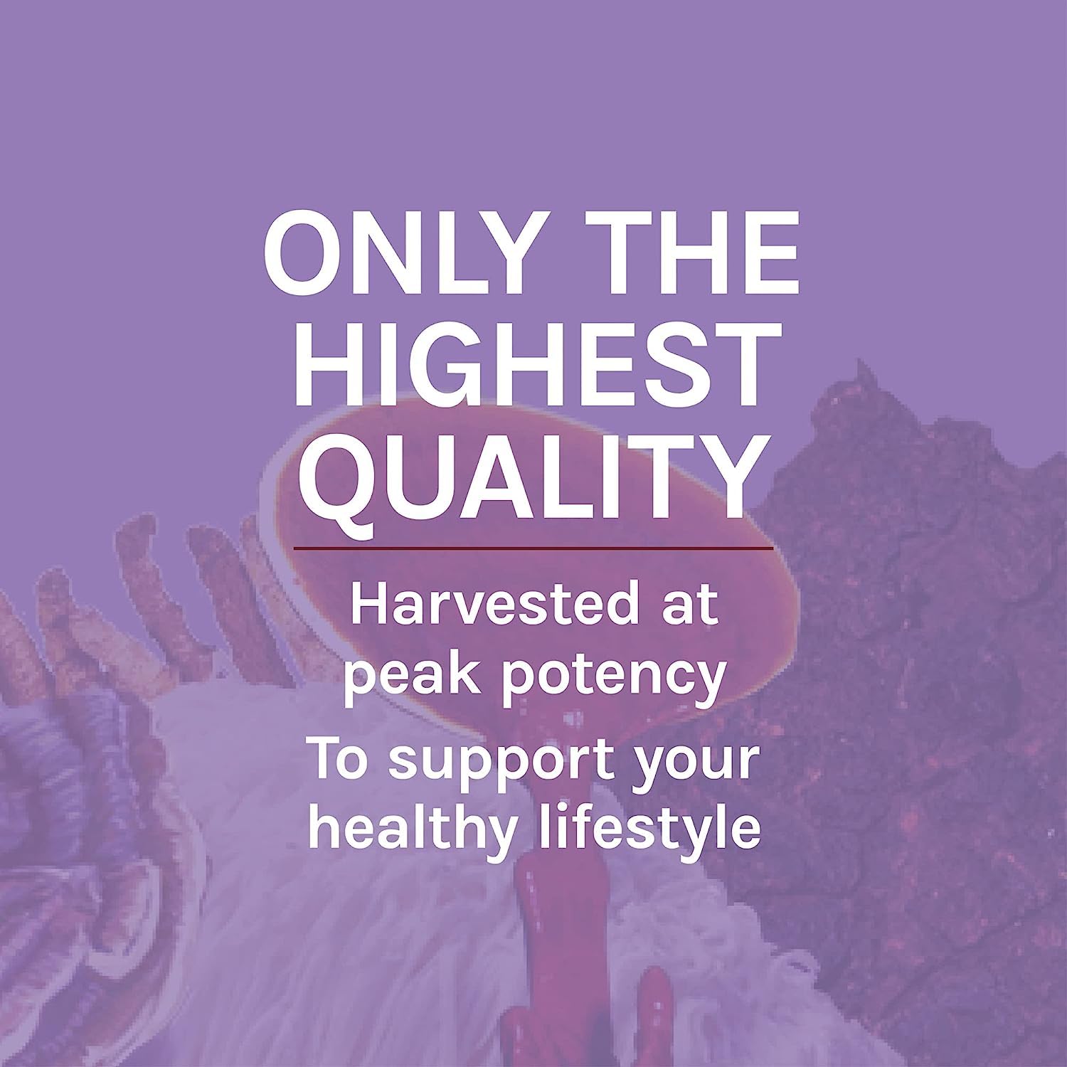 Host Defense Lions Mane packaging highlights two capsules daily with food for focus.