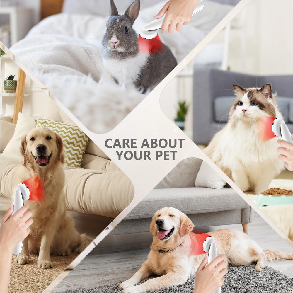 Hottoerak pet-friendly red light therapy scene promoting pet comfort.
