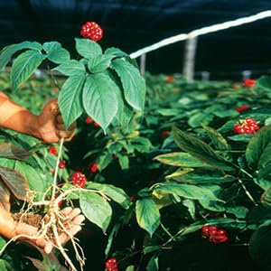 Hsu's Ginseng soup infusion ready to elevate comforting broths.