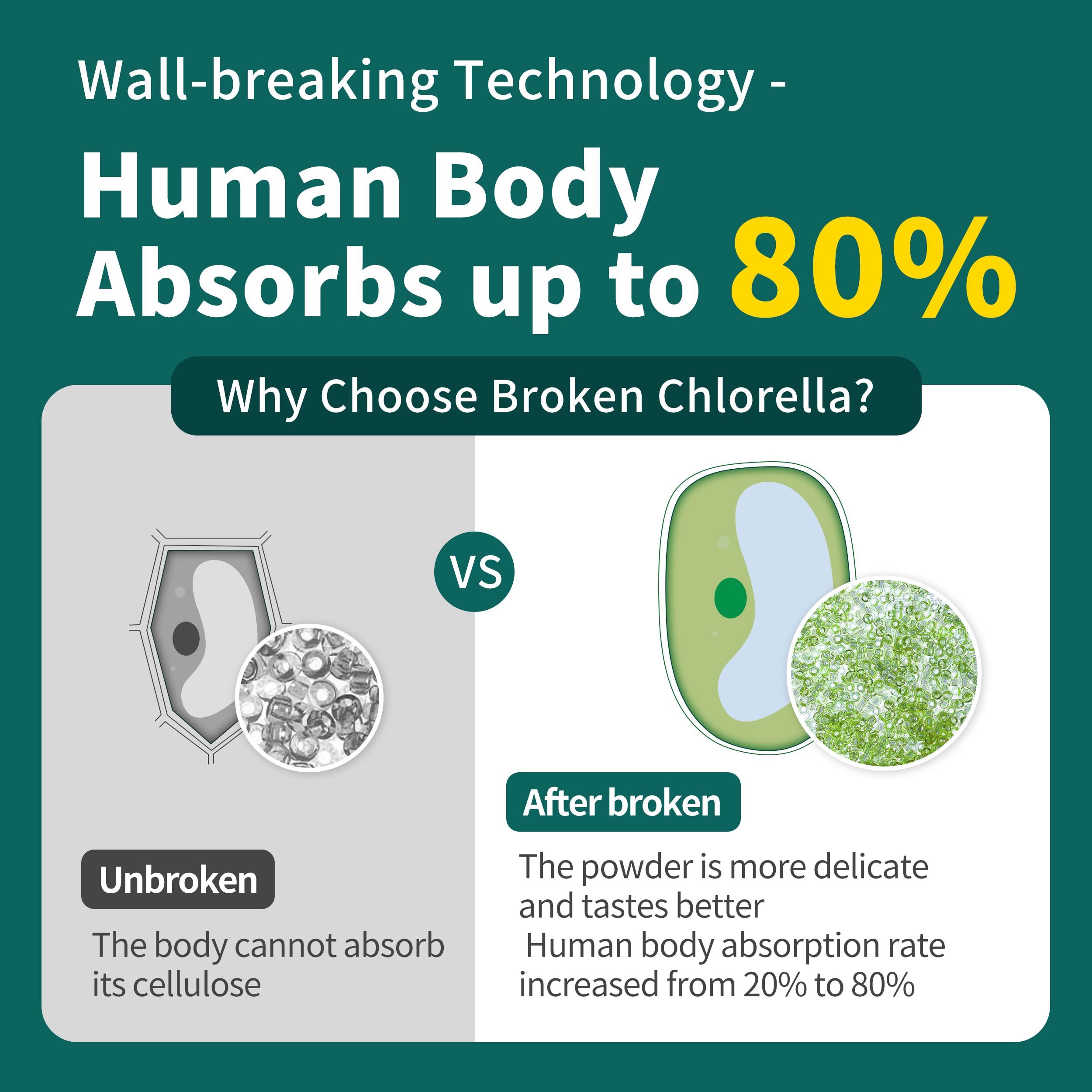 Hudetex chlorella powder jar interior reveals disrupted cell walls for quick absorption.