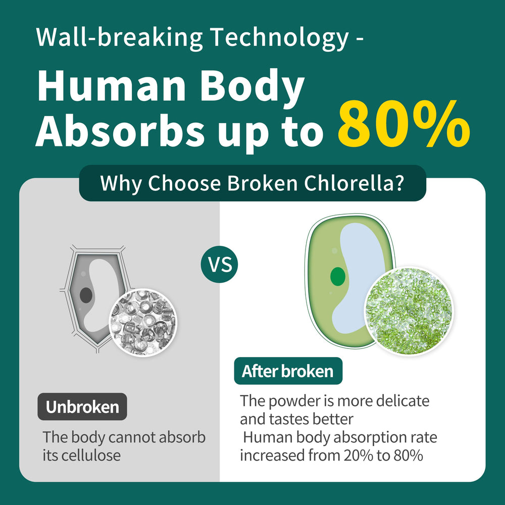 Hudetex chlorella powder jar interior reveals disrupted cell walls for quick absorption.