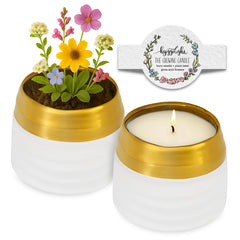 Hyggelight growing candle mint eucalyptus scent in a 10oz ceramic pot boosts living room ambiance
