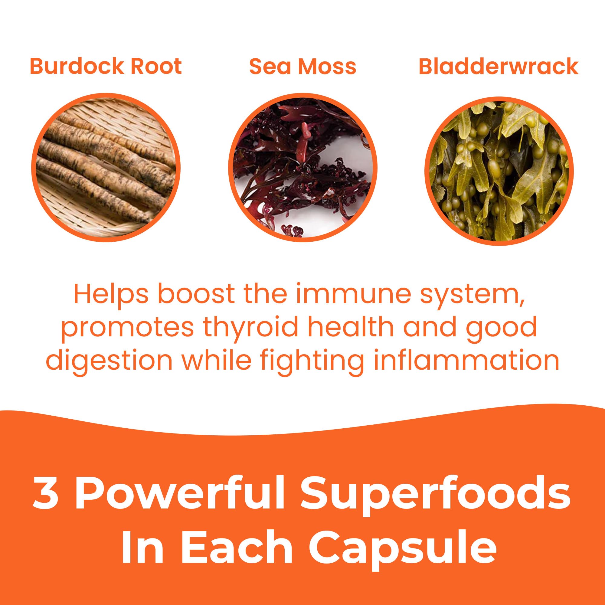INFINITE AGE sea moss ingredients concept shows Irish moss and bladderwrack.