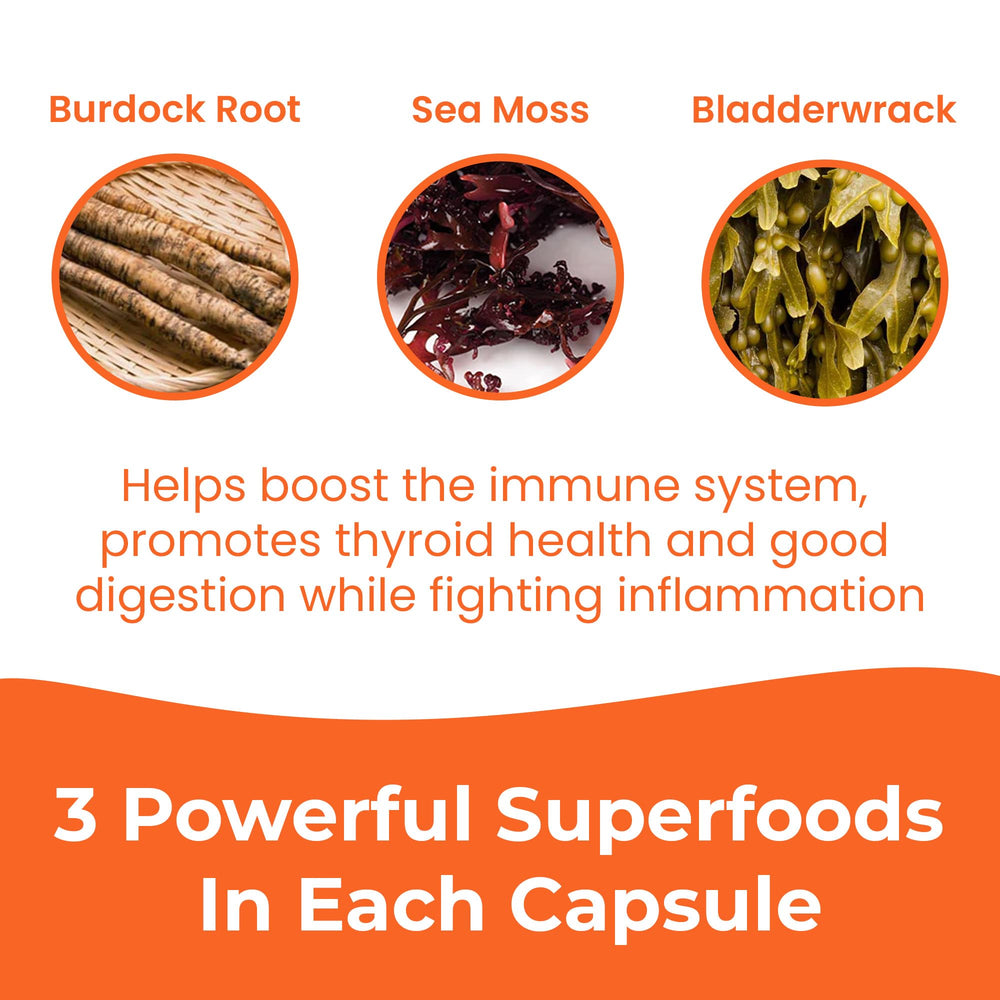 INFINITE AGE sea moss ingredients concept shows Irish moss and bladderwrack.