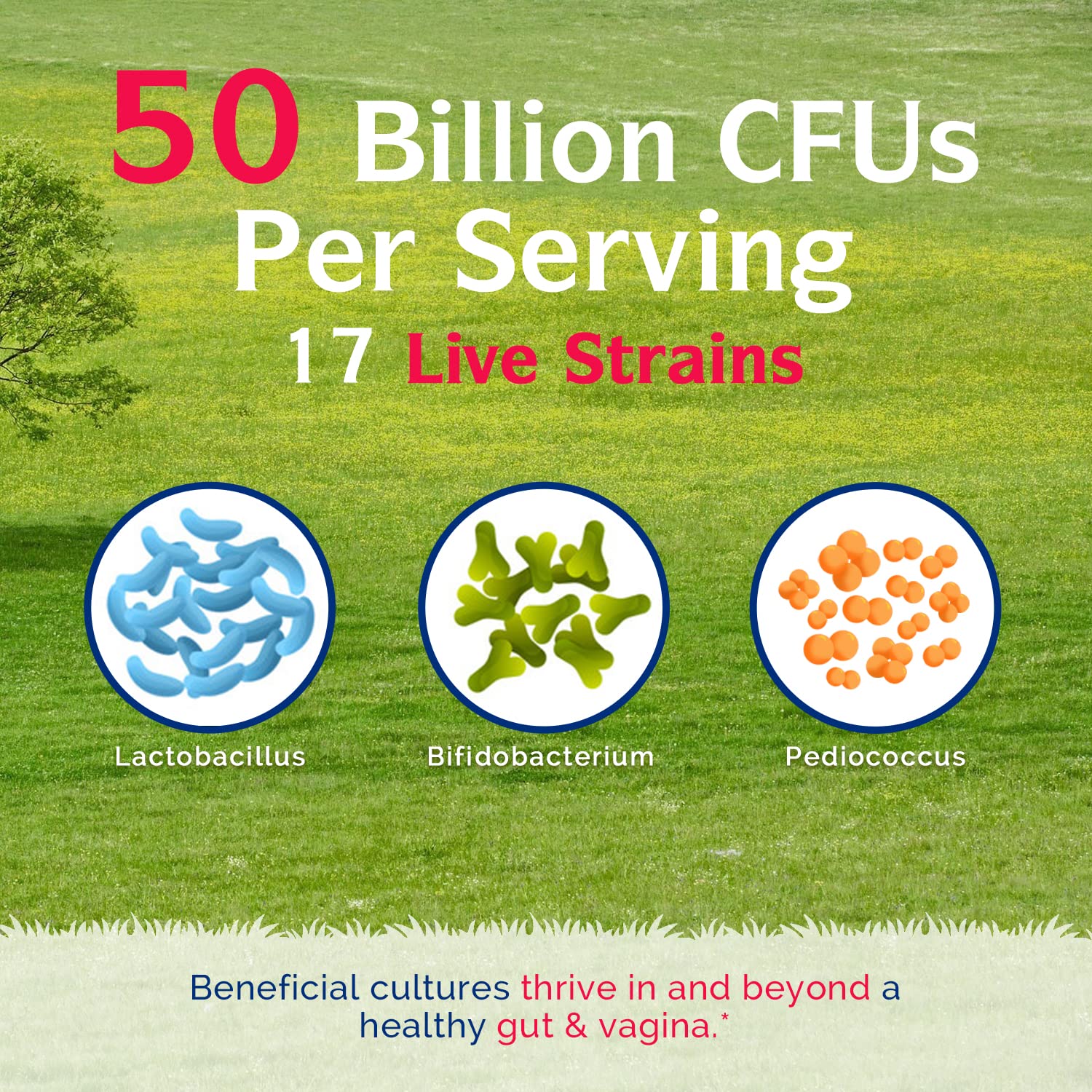 Innate Vitality prebiotics fiber boosts gut wellness.