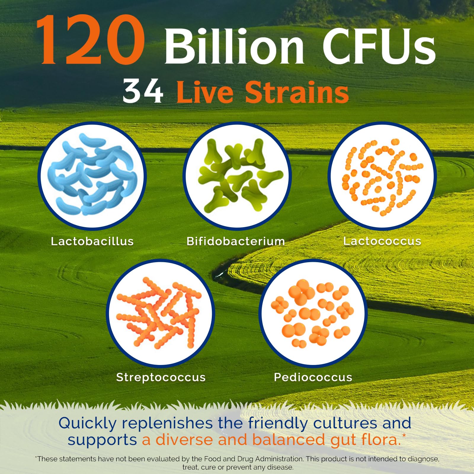Innate Vitality 34 strains graphic highlighting diverse gut bacteria