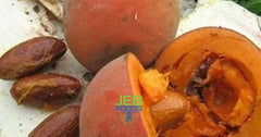 JEB FOODS Bitter Kola nuts on shelf, premium West African harvest.
