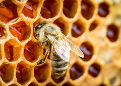 Close-up of Jovvily Bee Propolis Powder ingredients and single-ingredient formula.