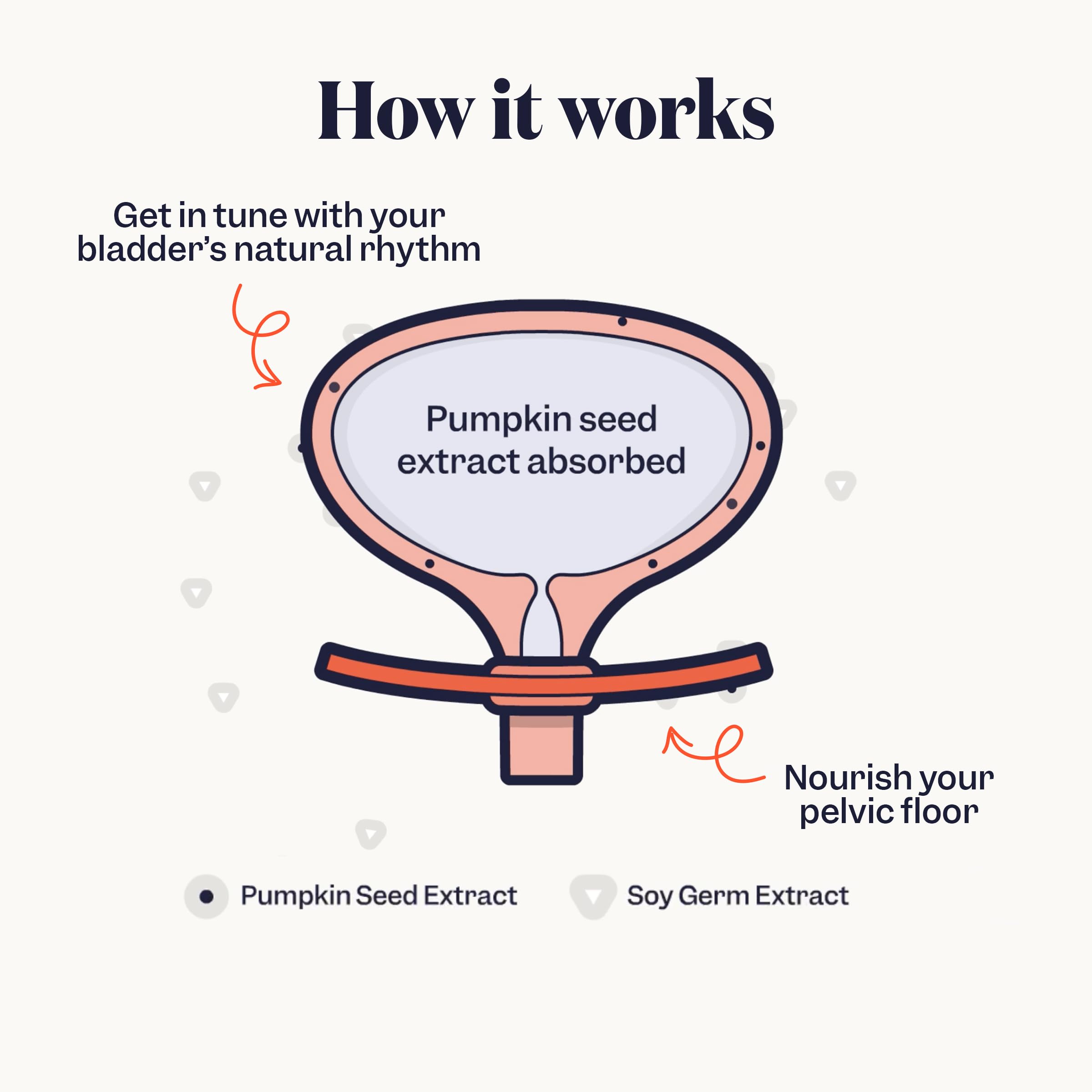 Jude bladder control tablets packaging box in clean, modern design for everyday use