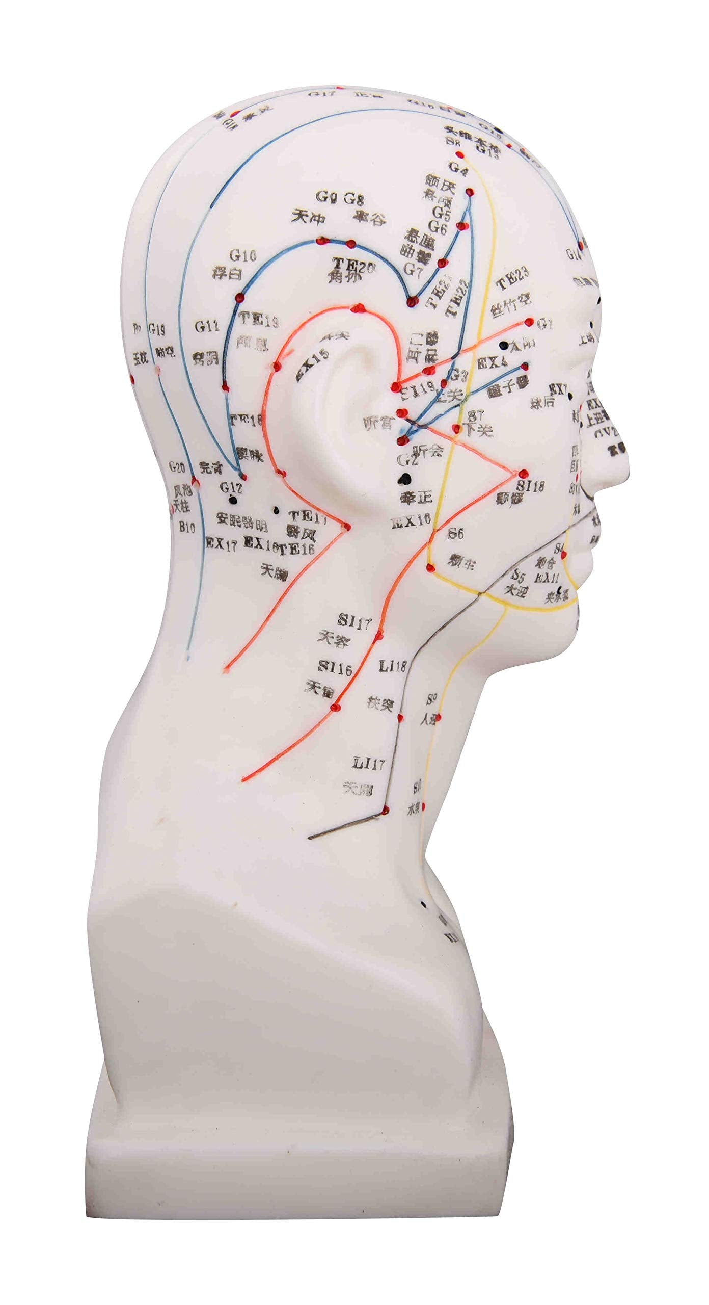 K.S. Choi Corp meridian map on head highlights point locations for training reference.
