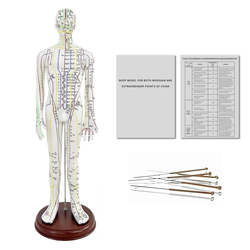 KDJFS 1/3 life-size acupuncture model, front view, clear point locations for study.