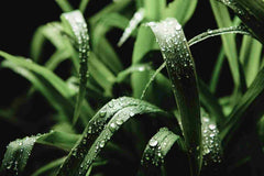 KONGKAHERB balm targets muscle tension with citronella scent for post-workout comfort.