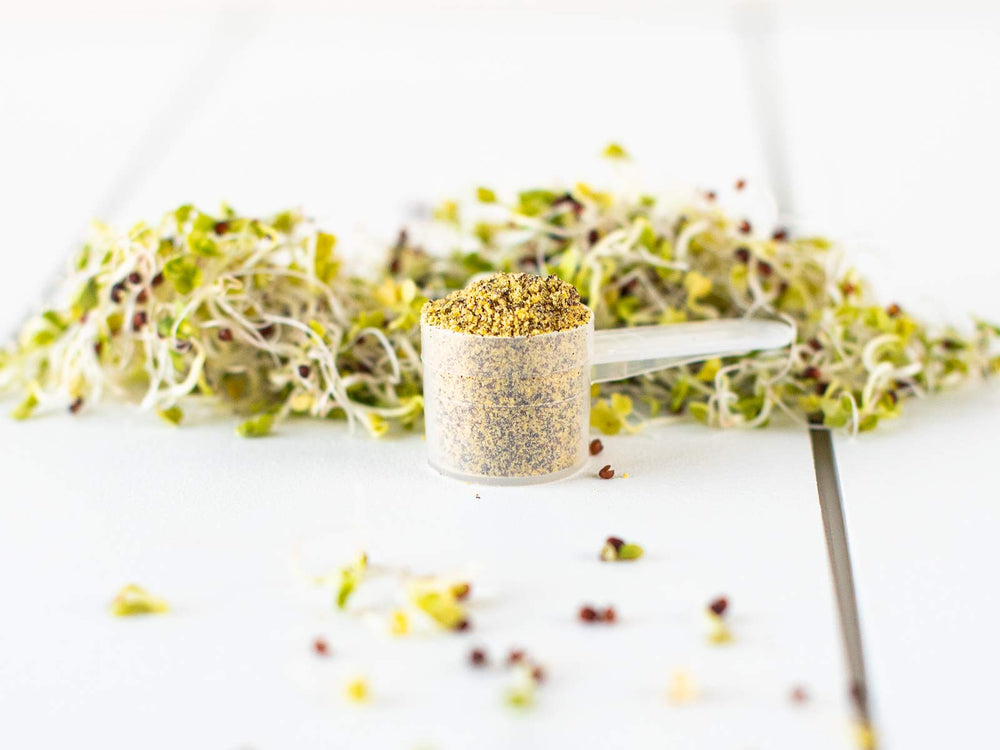 KOYAH USA-grown broccoli sprouts field highlights local sourcing and freshness