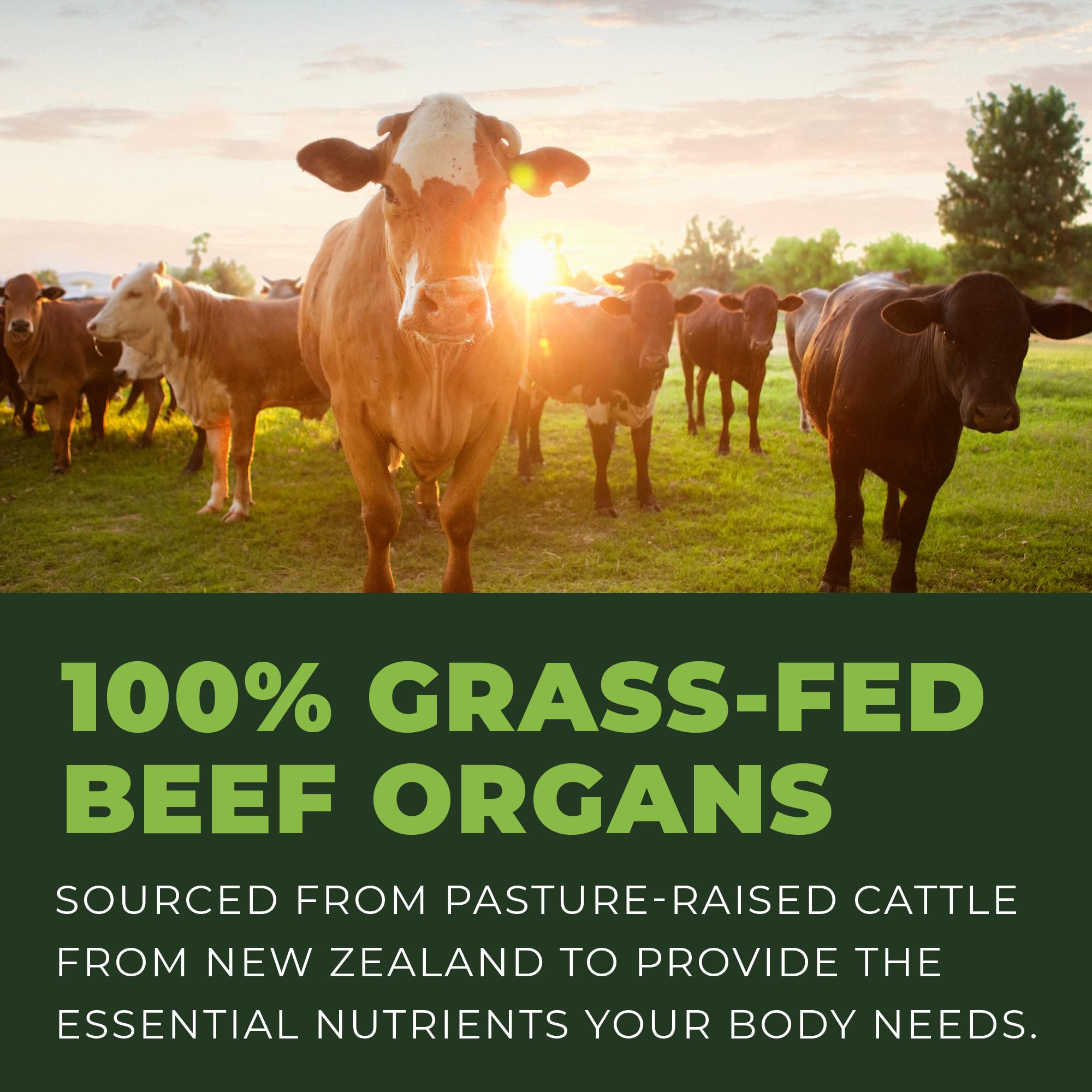 Left Coast Performance Beef Organ Lung image showcases diverse organ nutrients for sustained energy.