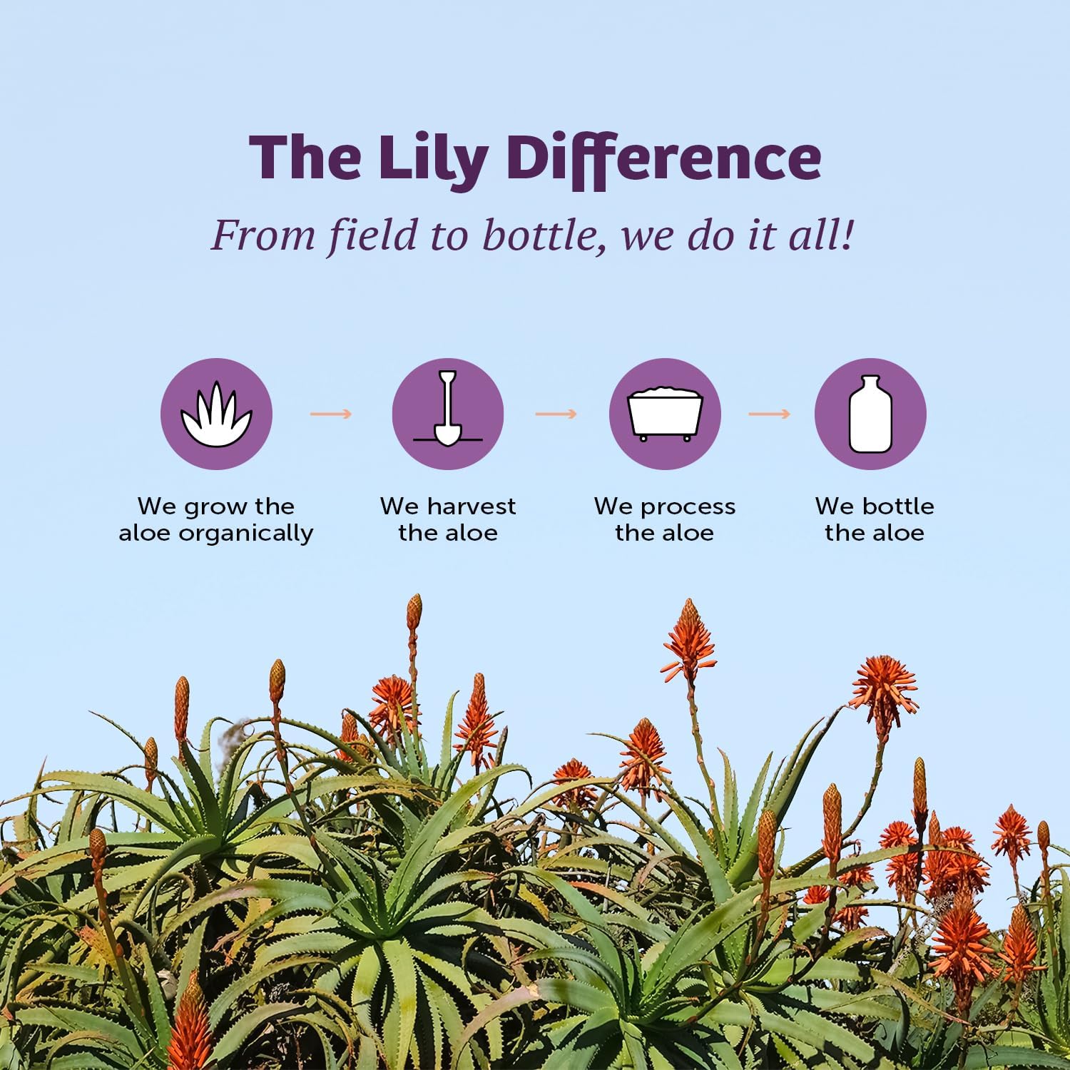 Lily of the Desert aloe leaf interior closeup emphasizing inner fillet quality.