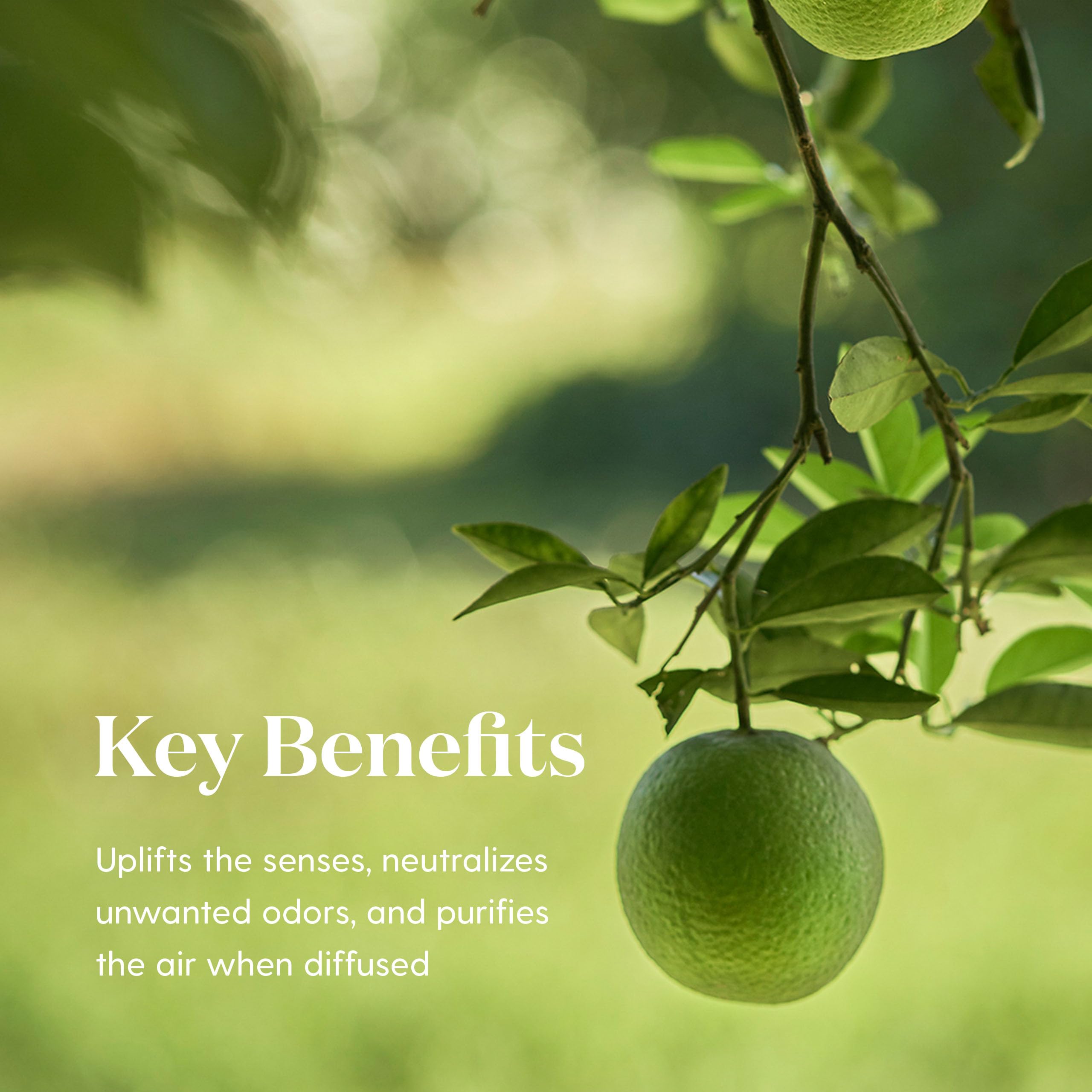 Lime oil partnered with other scents for layered fragrance.
