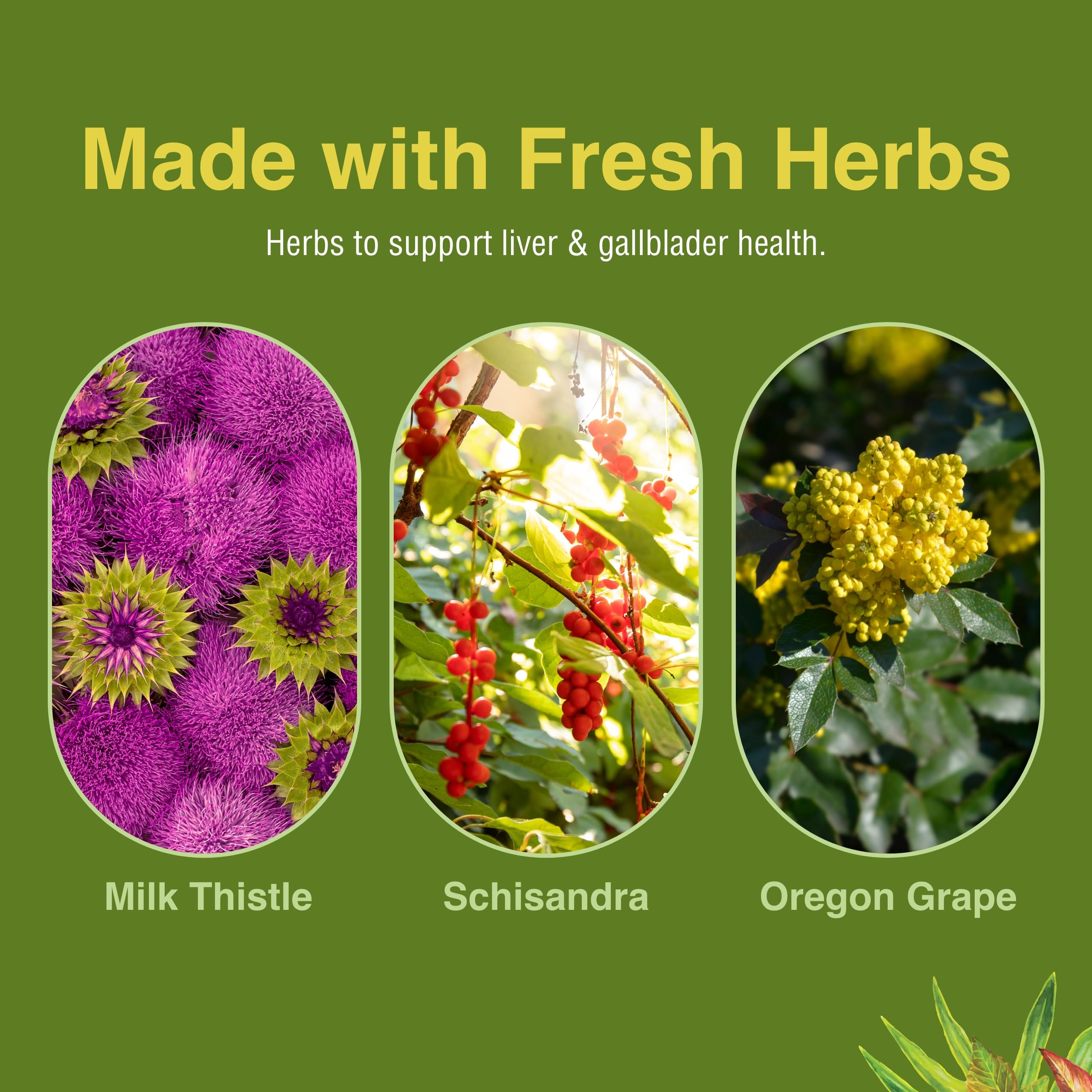 Liver Tonic schisandra berries closeup hints at tangy herbal profile