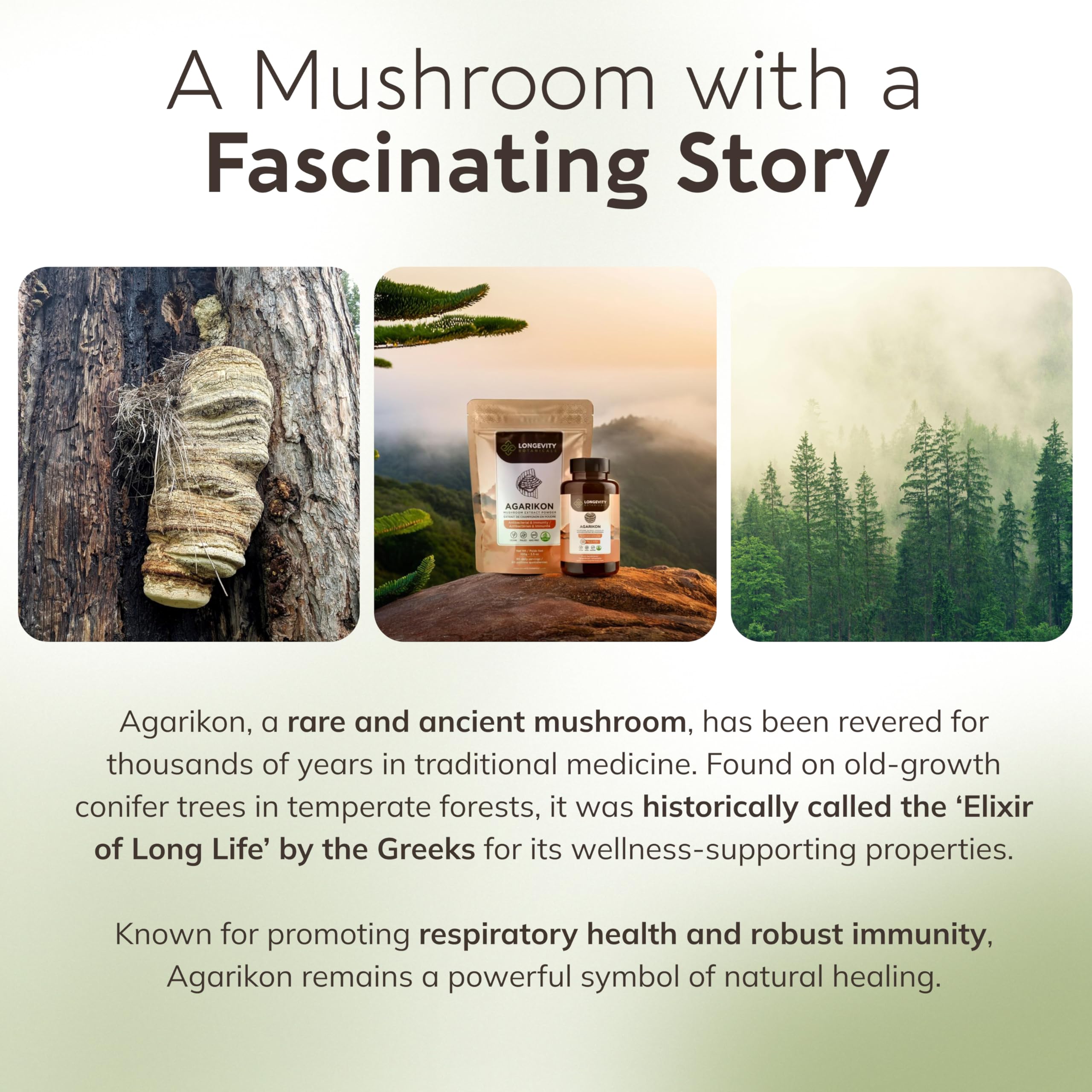 Longevity Botanicals immune support daily-use concept for routine wellness.