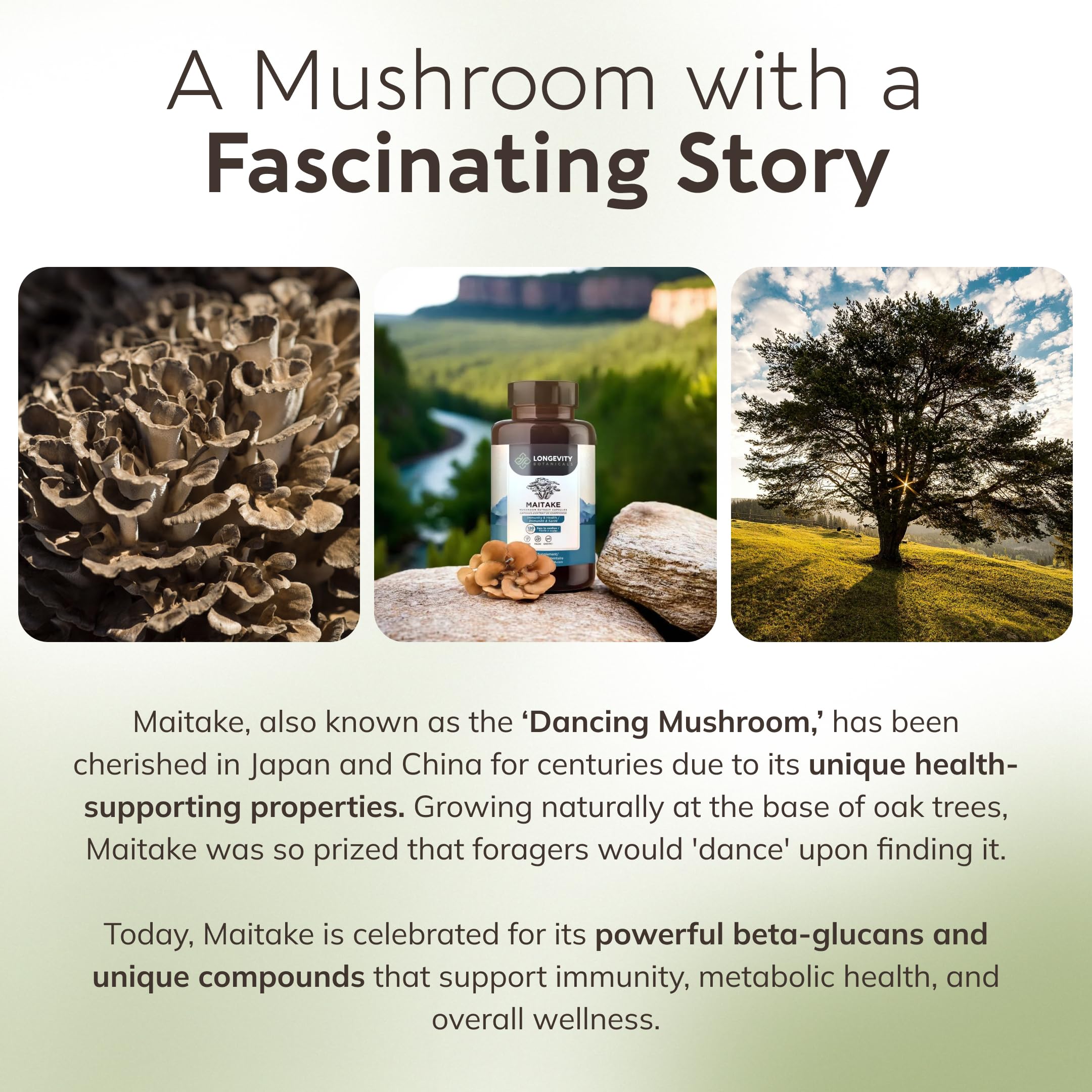 Longevity Botanicals Maitake high beta-d-glucans content for health-support